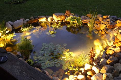 Garden Lighting | Pond lights, Landscape spotlights, Backyard pool designs