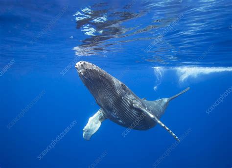 Humpback whale calf - Stock Image - C057/9688 - Science Photo Library