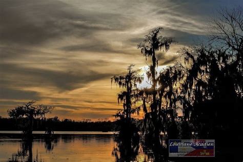 Pin by Lauren on Landscape | Louisiana swamp, Swamp, Louisiana