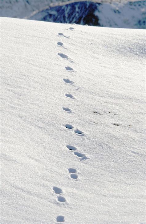 deer tracks #RogersWinterWhites | Deer tracks, Snow, Winter white