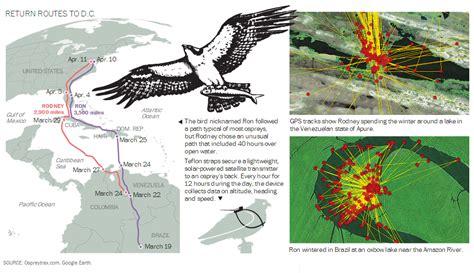 Osprey Migration Map 2024 - Dina Myrtia