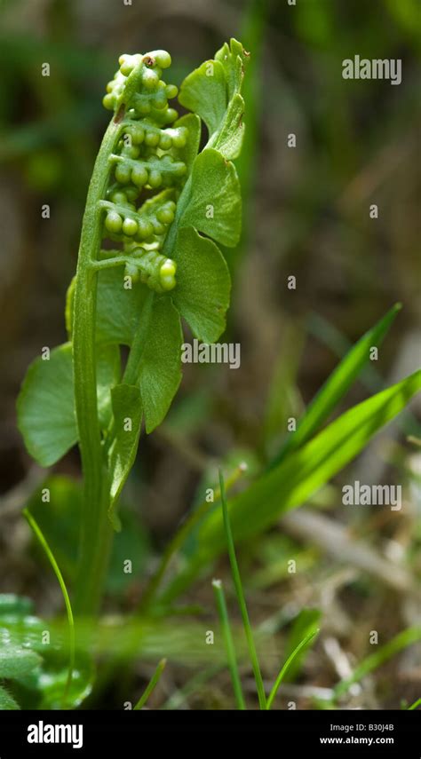 Moonwort (Botrychium lunaria), fern Stock Photo - Alamy