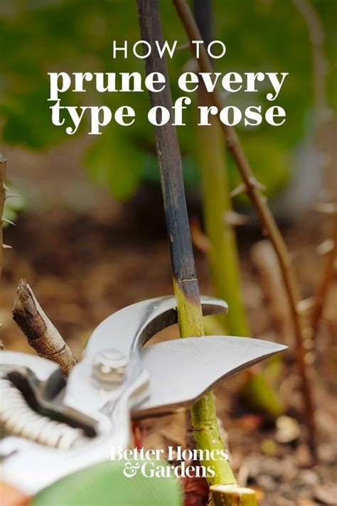 How to Prune Any Type of Rose Like a Pro | Trim rose bushes, Rose plant care, Rose trees