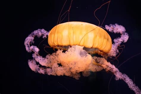 Premium Photo | Golden jellyfish