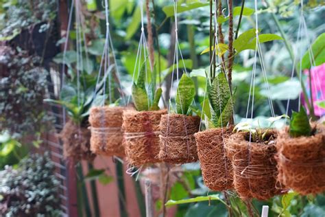 Growing and Caring for Hanging Succulents Indoors: A Comprehensive Guide - Indoor Home Garden