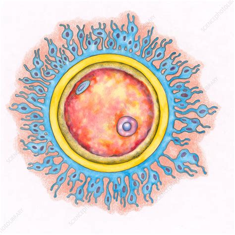 Human Egg Cell (Ovum) - Stock Image - C017/2525 - Science Photo Library