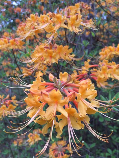 Meet the American Azalea | Tallahassee.com Community Blogs