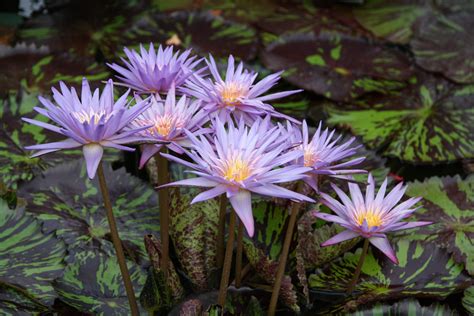 Hours & Admission - Zilker Botanical Garden in 2022 | Botanical gardens, Tamaulipas, Admissions