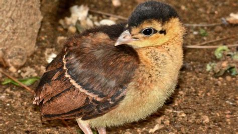 L.A. Zoo Hatches First Successful Congo Peafowl in 20 Years | KTLA