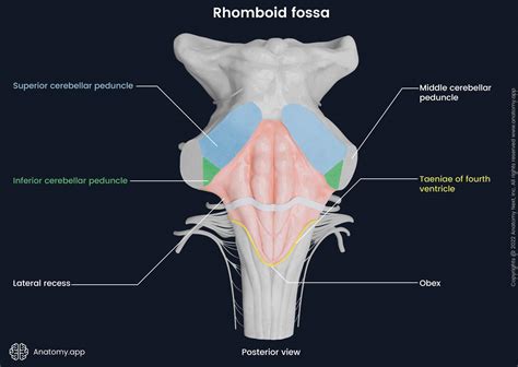 Brainstem Anatomy Dorsal