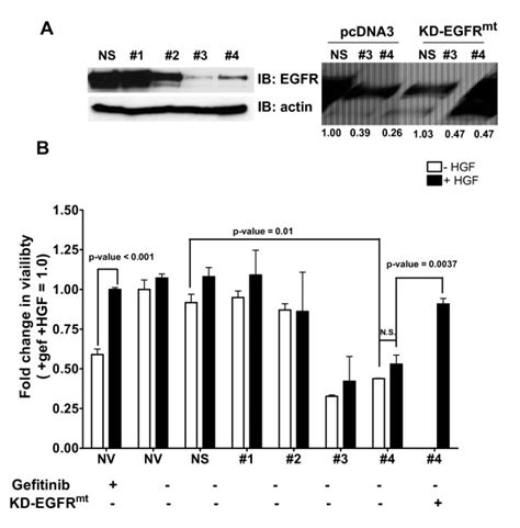 Hepatocyte growth factor-mediated cell survival requires epidermal... | Download Scientific Diagram