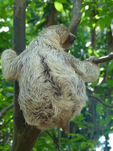 Baby Sloth, Costa Rica, Central America Stock Image - Image of color, jungle: 209336873