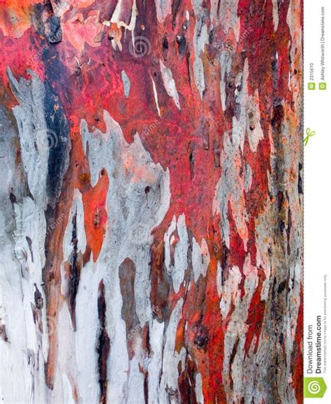 Red Gum Bark Background stock photo. Image of dappled - 2315610 | Tree ...