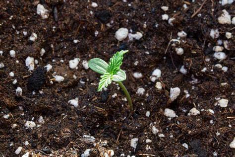 What are the Different Marijuana Plant Stages? - MJ Seeds Canada