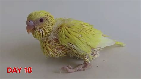 Budgie chick growth stages & charts [+2 Progressions]