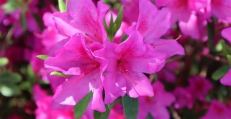 Japanese Azaleas Guide: Planting, Pruning, Care Tips - Gardeners' Magazine