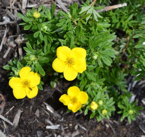 Over Wintering, Protecting Plants for Winter