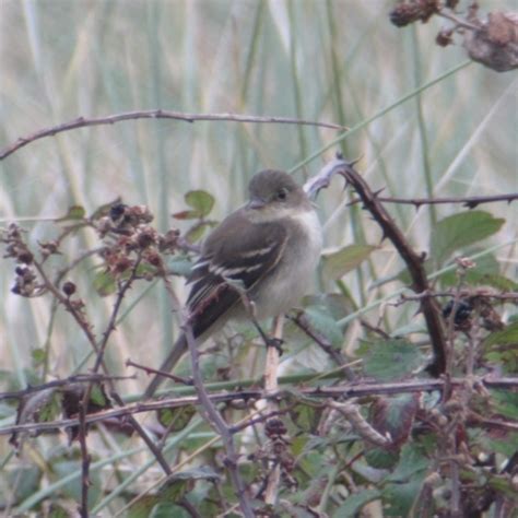 Alder Flycatcher | BTO - British Trust for Ornithology