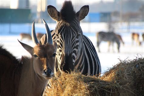 Yorkshire Wildlife Park Doncaster | Wildlife park, Animals wild, Wildlife