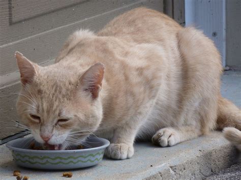 Free photo: Cat, Stray, Eating, Buff, Feline - Free Image on Pixabay - 433017