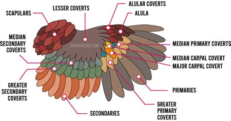 Chicken Feathers Guide | Chicken Fans