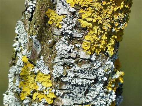 Foliose Lichen - Learn About Nature