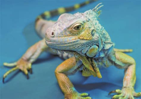 Inside an iguana: Basic anatomy – Animal Scene Magazine