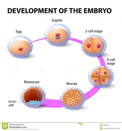 Embryo Cell Division Stages - Cell Division