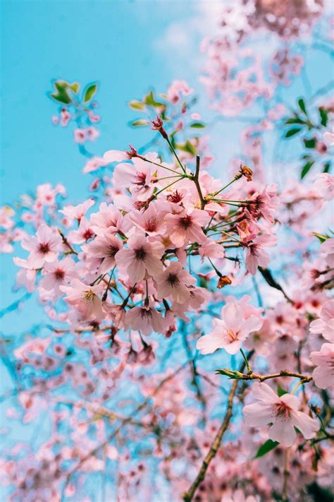 Aesthetic Blossom Tree Wallpapers - Wallpaper Cave