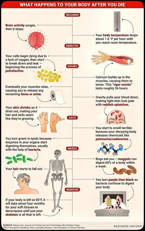 Embalmed Body Decomposition