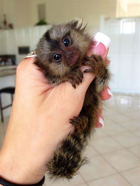 Baby Monkey Pet, Tiny Monkey, Finger Monkey Baby, Pygmy Marmoset, Marmoset Monkey, Cute Little ...