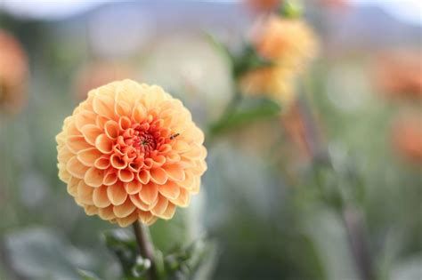 Know Your Dahlia: Symbols, Meanings, and More - Petal Republic