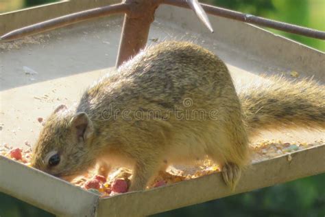 Closeup of a Yellow Squirrel Eating Bird Seed in a Garden Stock Image - Image of water, closeup ...