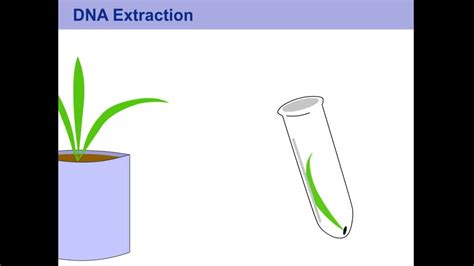 DNA Extraction for Plants | MediaHub | University of Nebraska-Lincoln