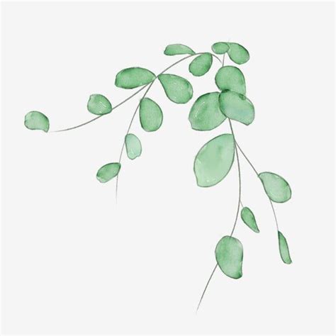 Vine Leaves PNG Transparent, Watercolor Spring Plant Leaves Vine ...