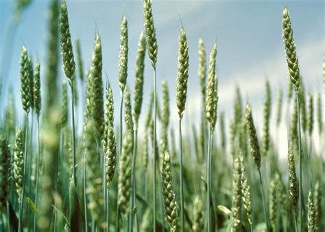 Zim achieves wheat planting targets – DailyNews