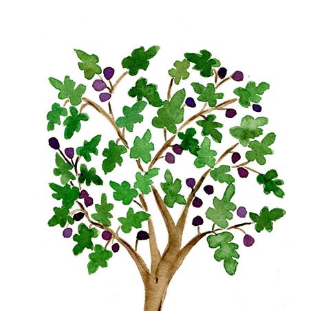 Fig tree clipart - Clipground