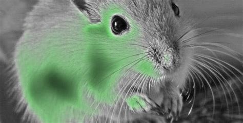 MICE Quotient - Definition, Anleitung und Beispiele zur Schreibtechnik