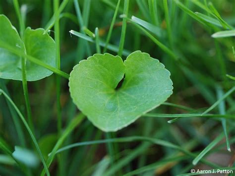 Wild Violets | Purdue University Turfgrass Science at Purdue University