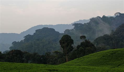 Best Time to Trek Chimpanzees in Nyungwe Forest National Park.