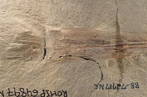 Meet 'dekapus': Octopus fossil with 10 arms unearthed in US | Daily Sabah