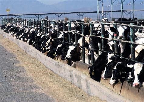 The cost of our unsustainable livestock and poultry CAFO culture - Farm ...