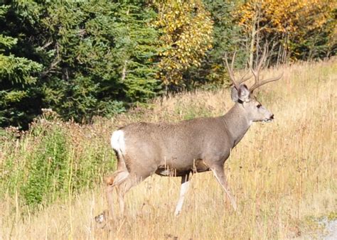 Living on Winchester Ranch: Wildlife in the Canadian Rockies