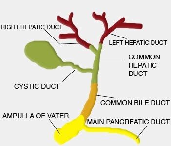 Cystic Duct – Function, Anatomy, Disorders, Obstruction and Pictures ...