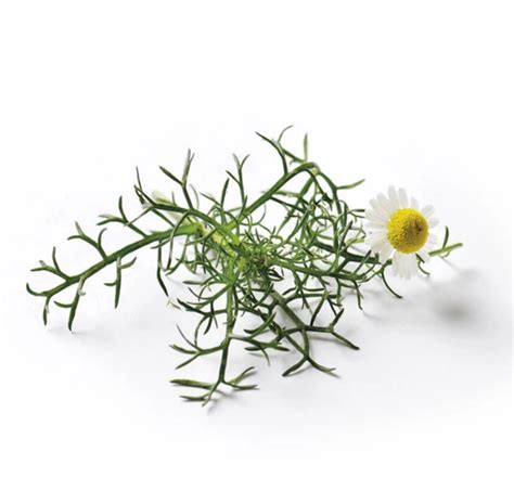 Romeinse kamille - Anthemis nobilis - Animaux Spéciaux