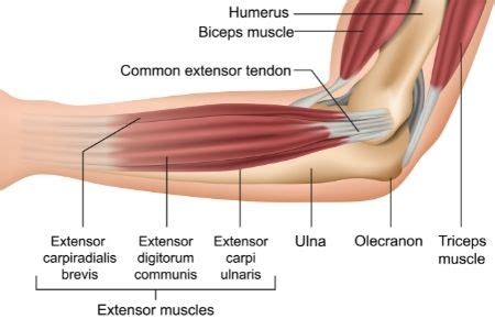 elbow-anatomy-elbow-pain-treatment-propel-physiotherapy - Propel ...