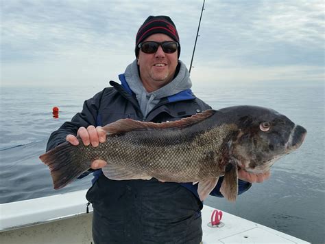 Stud Tautog - Ocean City MD Fishing