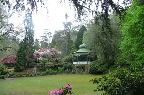 Cataract Gorge's peacock-surveyed pleasure gardens: coniferous trees from Nth.& Sth.America ...