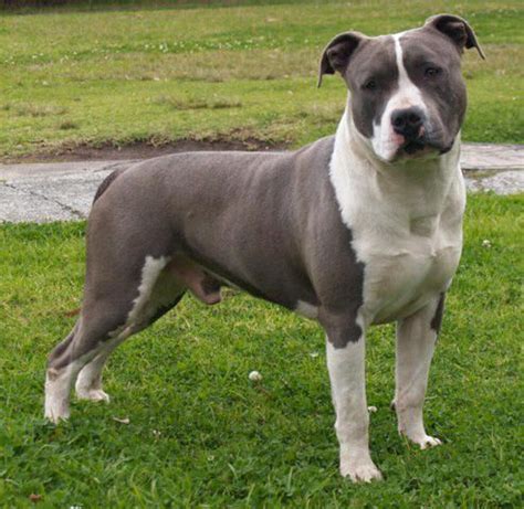 American Staffordshire Terrier Blue UCI77 - AGBC