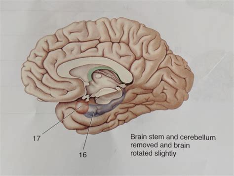 Forebrain structures 2 Diagram | Quizlet